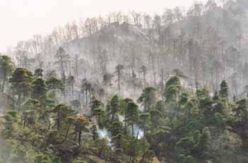 Μόνο με δόση καλλιτεχνικής διαστροφής το δάσος που καπνίζει ακόμα παράγει αισθητικό αποτέλεσμα ανάλογου ζωγραφικού πίνακα