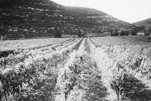 Αποψη από αμπελώνα στη Νεμέα