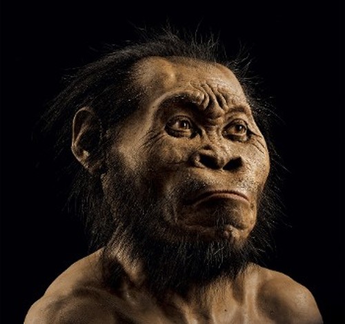 Καλλιτεχνική απεικόνιση του ανθρώπου ναλέντι (Homo naledi)