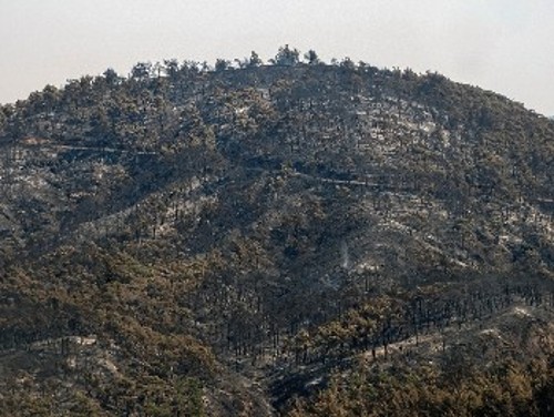 Παρθένο δάσος στη Ρόδο έγινε στάχτη