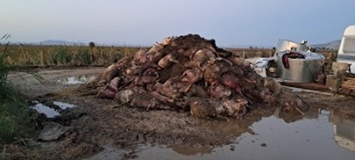Ο κόπος μιας ζωής χαμένος, εκατοντάδες πρόβατα πνιγμένα στο Νέο Ικόνιο