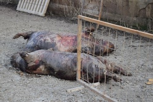 Σάπια γουρούνια στον Κοσκινά, κίνδυνος για τη δημόσια υγεία