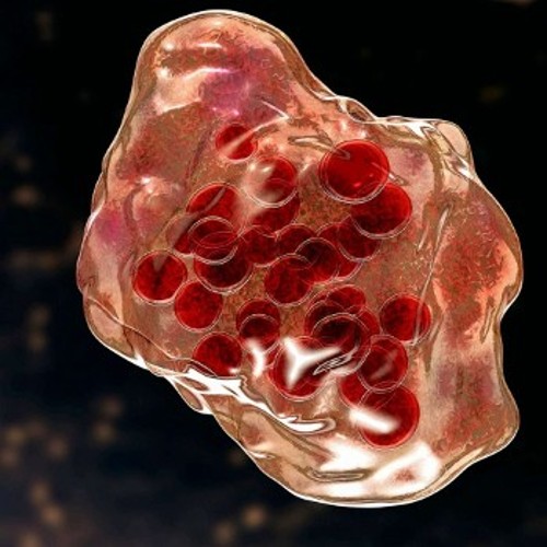 Απεικόνιση κυττάρου μολυσμένου με ιούς ιλαράς