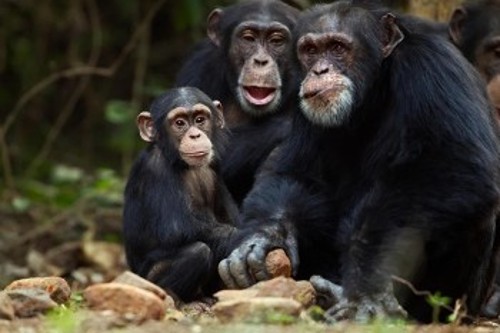 Χιμπατζήδες σπάνε καρύδια με μια πέτρα στο όρος Νίμπα στη Γουινέα