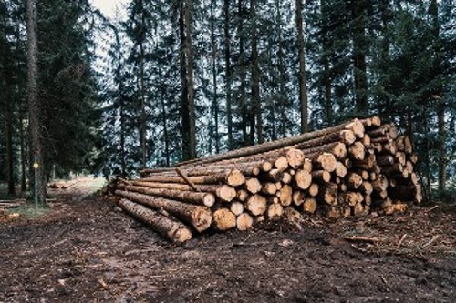 Η υπερεκμετάλλευση των δασών με κριτήριο το κέρδος οδηγεί σε παραπέρα υποβάθμισή τους