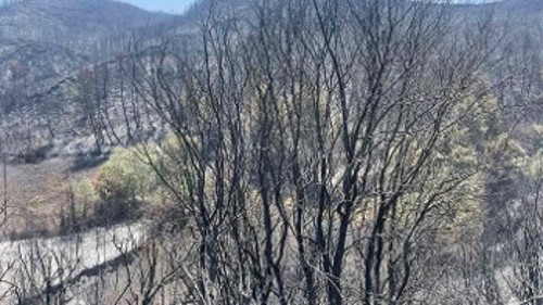 Κρανίου τόπος μεγάλο τμήμα της Ηλείας