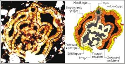 Στη φωτομικρογραφία αριστερά φαίνεται το καλύτερα διατηρημένο δείγμα της βερνανιμάλκουλα. Τα χαρακτηριστικά των αμφίπλευρων ζώων είναι εμφανή: σώμα με πολλές στρώσεις κυττάρων, αντικριστές σπλαχνικές κοιλότητες, στόμα και έντερο. Το σχέδιο στη δεξιά μεριά αναδεικνύει τα κυριότερα χαρακτηριστικά (ο πρωκτός δε διατηρήθηκε σε αυτό το δείγμα. Η τοποθεσία του βασίζεται σε άλλα δείγματα).
