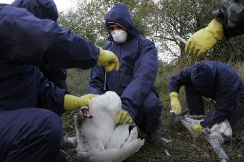 Λήψη ιστού από κύκνους στη Ρουμανία