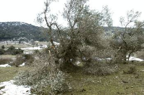 Τον απολογισμό των κατεστραμμένων ελαιόδεντρων στον Αίνο θα τον μάθουμε την Τρίτη. Πάντως στο βουνό οι κτηνοτρόφοι έχασαν, τουλάχιστο,1.000 πρόβατα