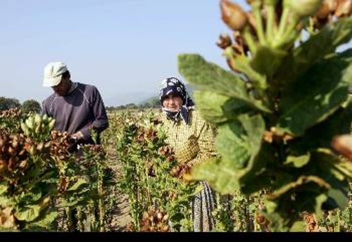 Σημαντικό ήταν το πλήγμα που δέχτηκε η καπνοκαλλιέργεια και οι καπνοπαραγωγοί