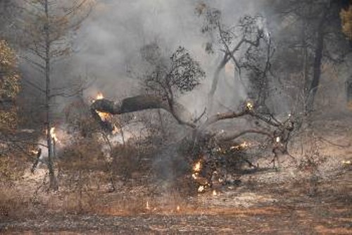 Καμένα πεύκα στην περιοχή του Καϊάφα. Είχαν προηγηθεί οι επιχειρηματικοί σχεδιασμοί