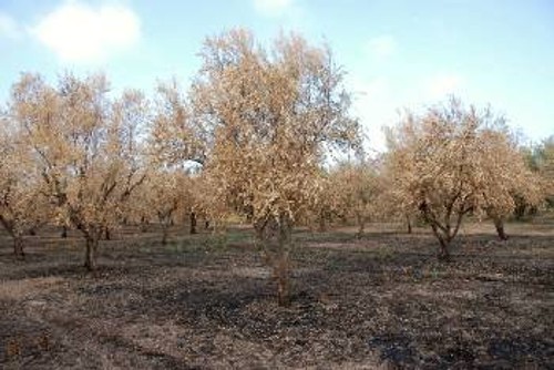 Καμένα λιόδεντρα στη Ζαχάρω