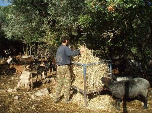 «Χρυσάφι» δίνουν για τις ζωοτροφές τους οι κτηνοτρόφοι, προκειμένου να ταΐσουν τα ζωντανά τους