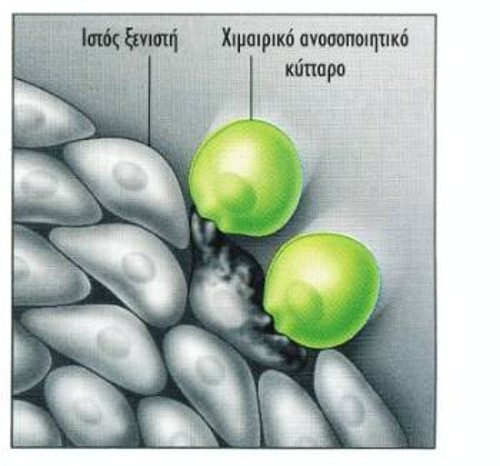 Τα ξένα ανοσοποιητικά κύτταρα μπορεί να επιτεθούν στον ιστό του ξενιστή τους