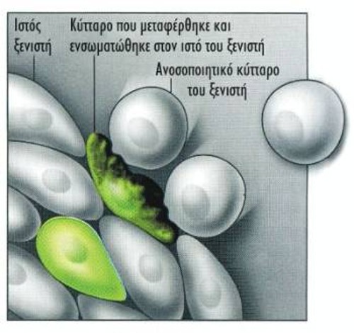 Τα ανοσοποιητικά κύτταρα του ξενιστή μπορεί να επιτεθούν στα ξένα κύτταρα
