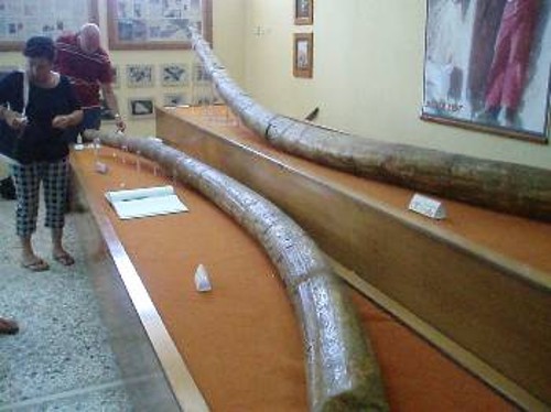 Απολιθωμένοι χαυλιόδοντες Μαστόδοντα 5,2 μέτρων
