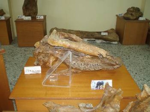 Απολιθωμένο κρανίο ρινόκερου