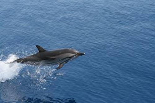 Οι επισκέπτες του Θαλάσσιου Πάρκου, ίσως συναντήσουν ένα από τα δελφίνια που «συχνάζουν» εκεί