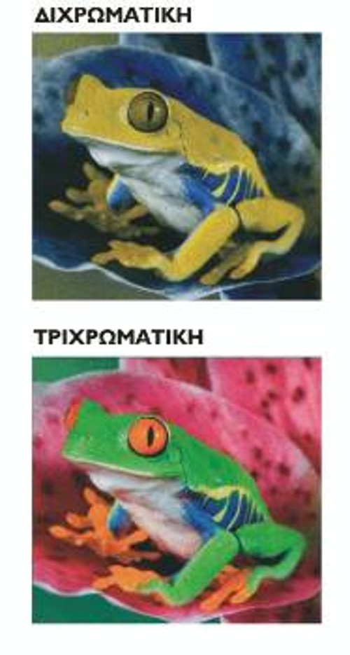 Τα περισσότερα θηλαστικά είναι διχρωματικά. Η έγχρωμη όρασή τους βασίζεται σε δύο μόνο χρωστικές, μία που απορροφά κυρίως τα φωτεινά κύματα μικρού μήκους και μία που είναι ευαίσθητη σε μεγαλύτερα μήκη κύματος. Αλλά ο άνθρωπος και ορισμένα άλλα είδη πρωτευόντων έχουν τριχρωματική έγχρωμη όραση, διαθέτοντας δύο είδη χρωστικών για τα μεγαλύτερα μήκη κύματος. Ετσι βλέπουν πολύ περισσότερα χρώματα.