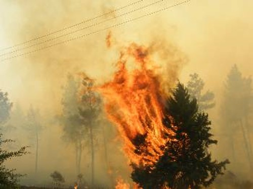 Το δάσος στο Μοσχοπόδι (φωτ.) κατέκαψαν οι φλόγες