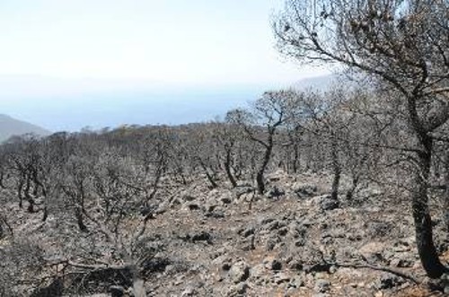 Χιλιάδες στρέμματα καμένης γης άφησε πίσω της η φωτιά στη Βοιωτία, όπως εδώ, στην περιοχή του Αγίου Βασιλείου