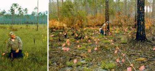 Οι γητευτές σκουληκιών κάνουν τους γεωσκώληκες να βγουν από το έδαφος τρίβοντας ένα επίπεδο κομμάτι μετάλλου πάνω σε ένα ξύλινο παλούκι. Στη μεγάλη εικόνα τα σημαιάκια δείχνουν τα σημεία όπου πρόβαλλαν γεωσκώληκες γύρω από το σημείο όπου παράχθηκαν οι δονήσεις