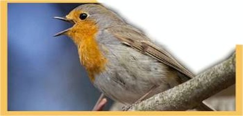 Ο κοκκινολαίμης της Ευρώπης (Erithacus rubecula), όπως και μερικά άλλα πουλιά, ίσως μπορούν να δουν το μαγνητικό πεδίο της Γης