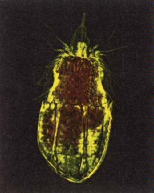 Ο μικροοργανισμός Culexiregiloricus trichiscalida, που ανακαλύφθηκε στο βυθό ανοιχτά των αφρικανικών ακτών από το Πρόγραμμα Καταγραφής της Θαλάσσιας Ζωής