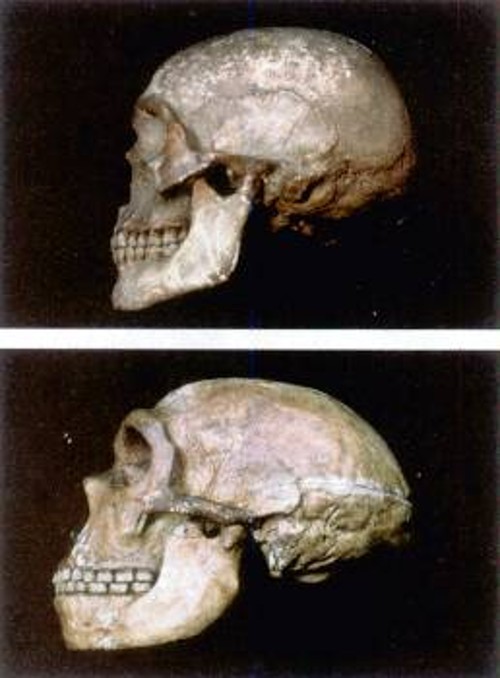 Επάνω κρανίο σύγχρονου ανθρώπου (homo sapiens) και κάτω κρανίο ανθρώπου του Νεάντερταλ