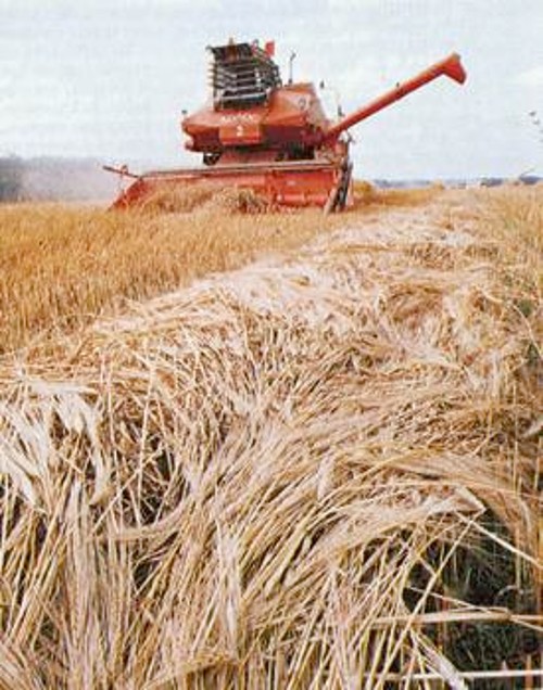 ΕΣΣΔ, Τη δεκαετία του '50 το ΚΚ παίρνει απόφαση να αξιοποιήσει τις ακαλλιέργητες και χέρσες περιοχές του Καζαχστάν. Σε σύντομο χρονικό διάστημα μετατράπηκαν σε σπουδαίες περιοχές παραγωγής σιταριού