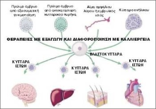Πιθανές πηγές βλαστοκυττάρων και θεραπείες με αυτά. (Πηγή: υπουργείο Υγείας Μ. Βρετανίας)