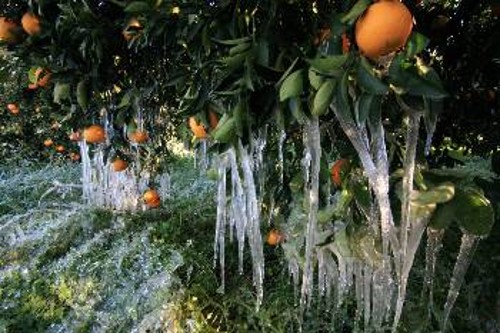 Από τον παγετό που χτύπησε τα πορτοκάλια του Αργους, το Γενάρη του 2013