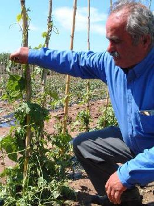 Ανεπανόρθωτες είναι οι ζημιές στις καλλιέργειες