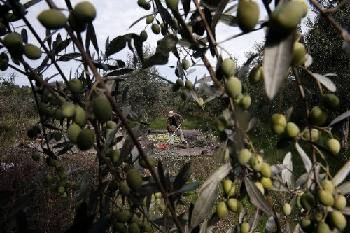 Κίνδυνο για ακόμα μεγαλύτερες ζημιές από το δάκο σε σχέση με τις περσινές αντιμετωπίζουν οι μικρομεσαίοι ελαιοπαραγωγοί