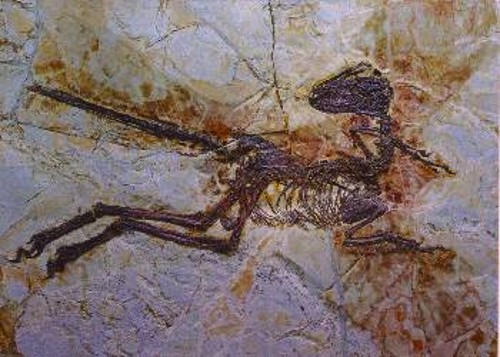 Απολίθωμα του φτερωτού δεινόσαυρου Ζενγιουάνλονγκ από το Ζιντζού της Κίνας, ένα από τα πολλά απολιθώματα που ανακαλύφθηκαν πρόσφατα και τεκμηριώνουν την εξελικτική πορεία από τους δεινόσαυρους σε πουλιά