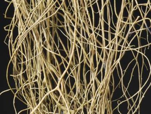 Προσεκτική εξέταση αποκάλυψε ότι η λειχήνα Bryoria fremontii δεν είναι απλώς συμβιωτική συνεργασία ανάμεσα σε έναν μύκητα και πράσινο φύκι, αλλά και σε έναν ζυμομύκητα