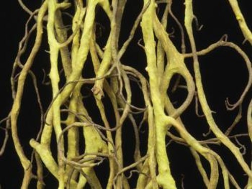 Η λειχήνα Bryoria tortuosa έχει τον ίδιο μύκητα και το ίδιο φύκι με τη βρώσιμη Bryoria fremontii, αλλά έχει πολύ μεγαλύτερη συγκέντρωση του ζυμομύκητα και γι' αυτό είναι δηλητηριώδης