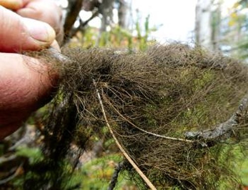 Οι λειχήνες είναι εξαιρετικά ανθεκτικές. Αναπτύσσονται σε όλες τις ηπείρους και κατάφεραν να επιβιώσουν επί ενάμιση χρόνο στο εξωτερικό του Διεθνούς Διαστημικού Σταθμού, πλήρως εκτεθειμένες στο κενό και την κοσμική ακτινοβολία