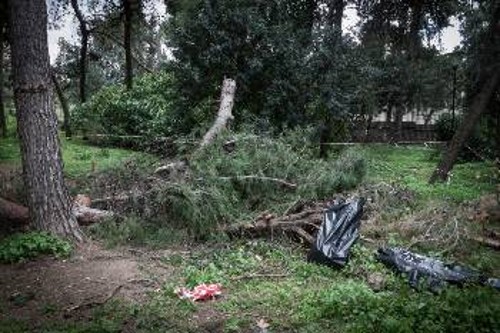 Γερασμένα δέντρα που ρίχνει ο άνεμος