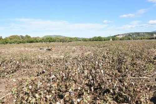 Μεγάλες είναι οι ζημιές σε αγροτικές καλλιέργειες στην Εύβοια