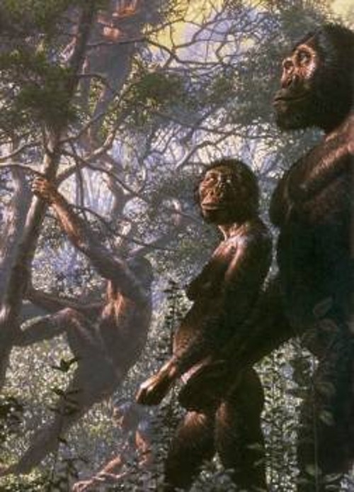 Τρεισήμισι εκατομμύρια χρόνια πριν, ο αυστραλοπίθηκος Αφαρένσις, πρόγονος του γένους Χόμο, τριγυρνούσε μέσα στα δάση συλλέγοντας φρούτα