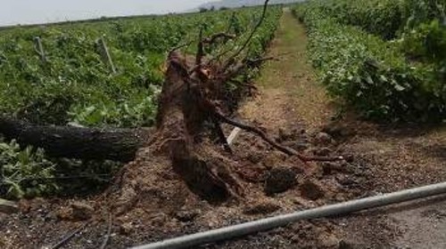 Μεγάλες καταστροφές προκάλεσαν οι άνεμοι και το χαλάζι