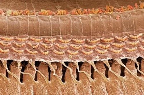 Τα ακουστικά τριχίδια στο εσωτερικό του κοχλία