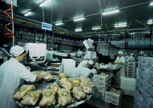 Γυναίκες εργαζόμενες σε μεγάλο πτηνοσφαγείο της περιοχής