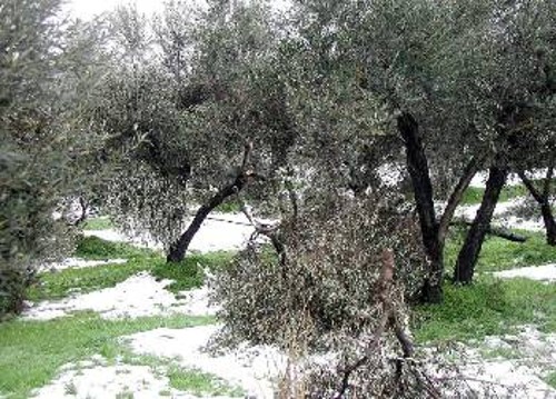 Μεγάλες ήταν οι καταστροφές σε ελαιόδεντρα στην Κρήτη