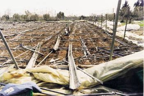 Το βάρος του χιονιού κατέστρεψε θερμοκήπια και καλλιέργειες