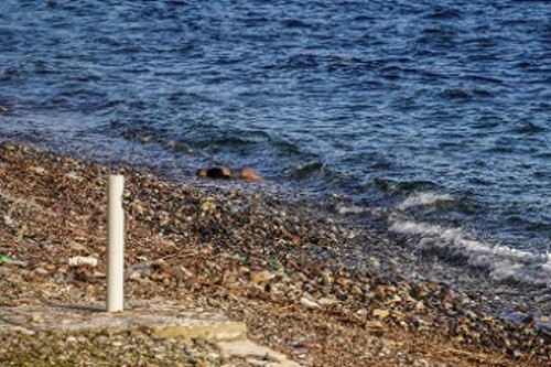 Το άψυχο κορμί του ξεριζωμένου που βγήκε σε παραλία της Μυτιλήνης