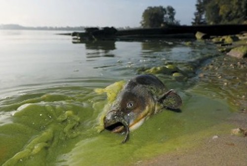Νεκρό ψάρι στη λίμνη Ιρι των ΗΠΑ, μέσα στην τοξική γλίτσα μικροβίων, που αναπτύσσεται σε διάφορα οικοσυστήματα γλυκού νερού, καθώς αυξάνονται η θερμοκρασία, η συγκέντρωση διοξειδίου του άνθρακα στην ατμόσφαιρα και η απορροή λιπασμάτων