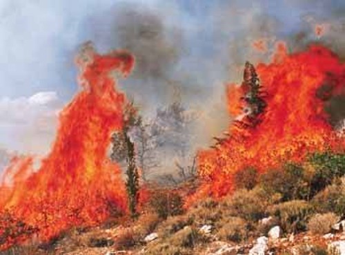 Είναι απαραίτητος ένας ενιαίος δημόσιος φορέας προστασίας της δασικής περιουσίας. Να γίνουν δημόσια περιουσία όλες οι δασικές εκτάσεις και να αναδασωθούν οι καμένες