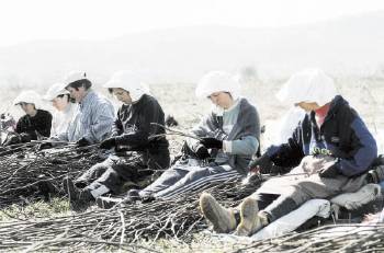 Χιλιάδες αγρότες και αγρότισσες, που λιώνουν μια ζωή στα χωράφια, θα μείνουν ξεκρέμαστοι με τις ανατροπές που προβλέπει το 3ο μνημόνιο για τον ΟΓΑ